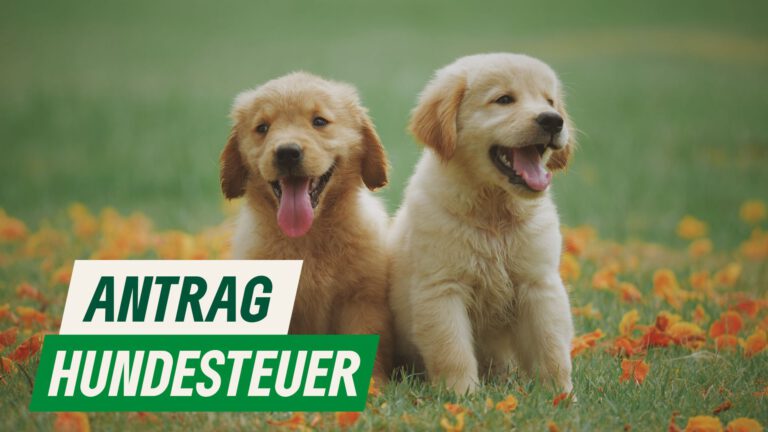 Hundesteuer und Finanzierung des Tierheims