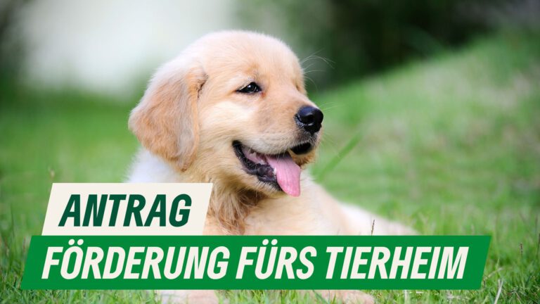 Antrag auf Tierheimförderung prüfen