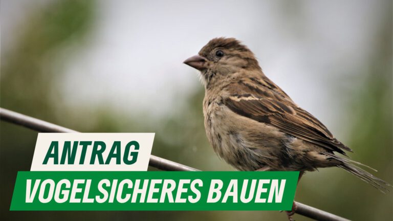 Vogelsicheres Bauen in Ulm