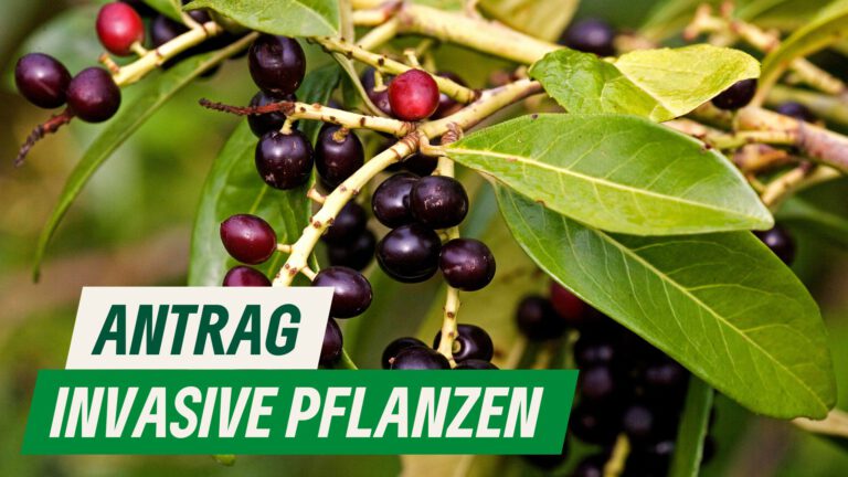 Giftige und invasive Pflanzen